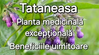 Iarba fiarelor-Planta ce desface orice lacat / Dracila și Tataneasa/Plante de leac