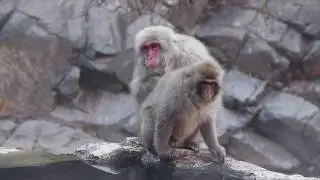 Snow Monkeys in Jigokudani, Japan