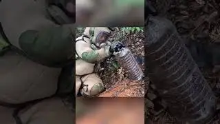 The Mysterious White Label: Asian Hornets and Humans  