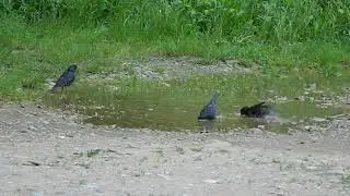 Скворцы купаются