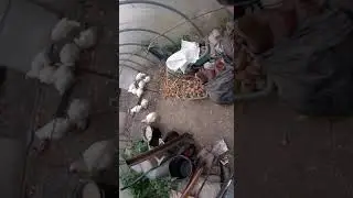 Докукарекался