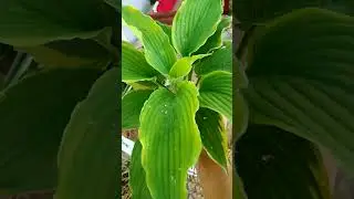 Заказ для Ирины из Пермского края