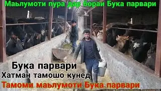 ФЕРМА МАЬЛУМОТИ ПУРРА ДАР БОРАИ БУКА ПАРВАРИ,,  ОТКОРМ БЫЧКОВ НА МЯСО