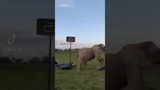 Think I can try out for the NBA #tiktok #shorts #funny #fatass #pig #elephant #beforeandafter #bhfyp