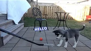 Husky PUPPY Plays HOCKEY! (Is He the Next Air Bud?)