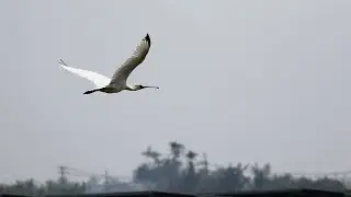 東港鎮的黑面琵鷺Platalea minor 56E （2024 11 09）