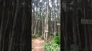 keindahan alam#pohon#pinus