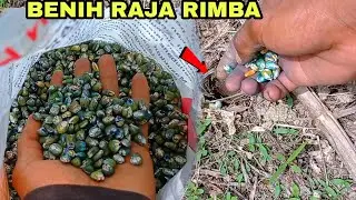 menanam jagung anti gagal #jagung