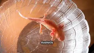 The Fascinating Science Behind Axolotls!