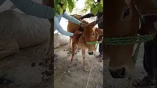cattle diseases and treatment |cow farming 