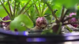 Timelapse of radish growth on the ISS 27 days vi 