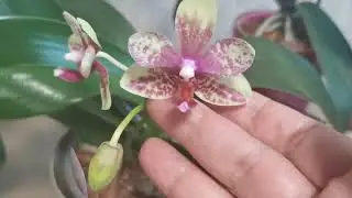 Орхидеи повторы! Сокращаю коллекцию.. 😊