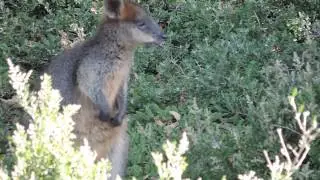 Red-necked Pademelon at Forrest Caves, Phillip Island