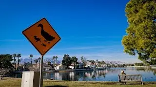 Las Vegas, Summerlin,  Desert Shores, Geese & Ducks, HD