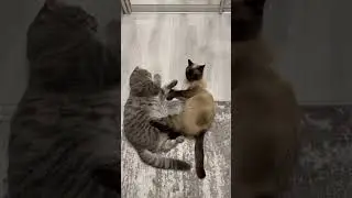 #cat