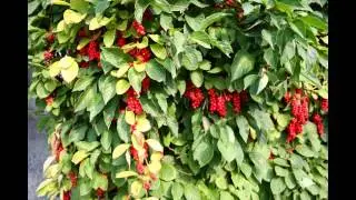 ЛИМОННИК  (SCHIZANDRA)  сем. Шизандровые