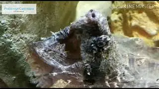Бахромчатая черепаха Мата-мата. Океанариум в Екатеринбургском зоопарке.
