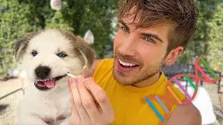 DNA Testing My Rescue Foster Puppies