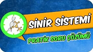Sinir Sistemi | Soru Çözümü