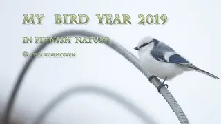 My Bird Year 2019 in Finnish Nature