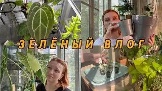 ВЛОГ | Прогулка по лесу | Пересадка | Новые кашпо | Обзор витрины | Стволовая гниль