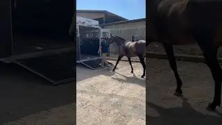 Broodmare: Rose Garden at Eurequine Stallions