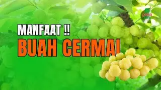 Buah Cermai ✔️ Ternyata ini dia manfaatnya ❗❗
