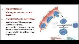 Pathology of infiammation Chronic Infiammation