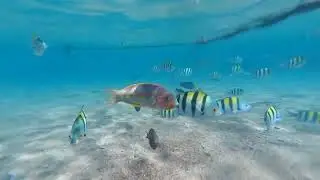 Barcelo Tiran Sharm. Шарм-эль-шейх 2022. Более подробно тут: https://tophotels.ru/review/2296662