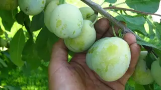 СЛИВА. Обрезка сливы.