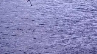 ФУТАЖ МОРЕ ЧАЙКИ