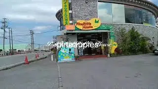 pineapple house || パイナップルハウス　沖縄