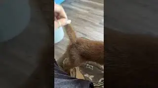 Такие они умняхи, спустился и пошел в лоток. Ребенку 2 месяца каракал#caracal#cats#catbreeds