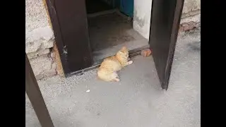 Послеобеденные прогулки с котами