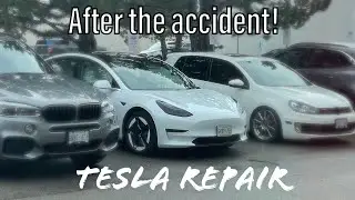 my Tessa (TESLA) is back!