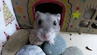 My Funny Pet Hamster
