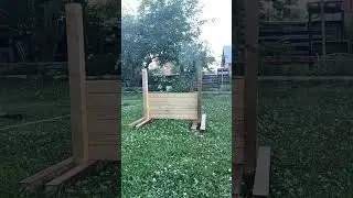 Той-фокстерьеры Лайма и Текила. Тренировка по дрессировке: преодоление препятствий (барьер). #собака
