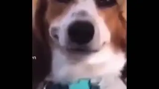 Sus Dog