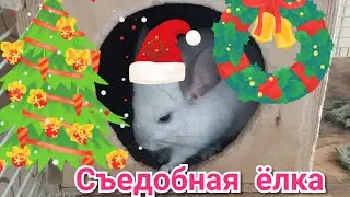 Шиншиллы. Новогодняя погрызушка для шиншилл. Чумиза. Лакомства для шиншилл
