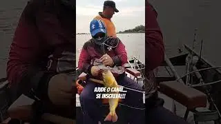 pesca de dourado no Pantanal! #pesca #pescaesportiva #pantanal #viral #shortsvideo