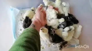 Шелковые китайские курочки, новый вывод.  Silkie.