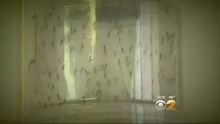 Zika Virus Concerns