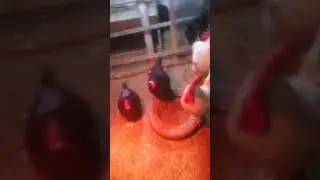 Для чего даю йодинол?/Сходила на охоту./Почему куры несутся вечером?