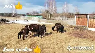 #вечна#гисар#эдильбай#ягнята#