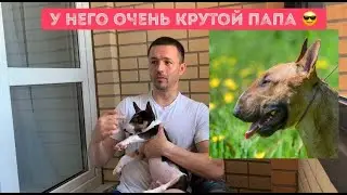 Бультерьер по кличке Мистер Стэнли Туччи.
