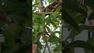 Atemoya from seeds! 