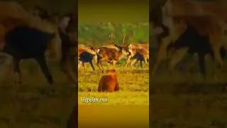 Медведь поймал оленя.