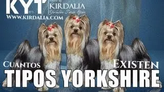 How Many Kinds of Yorkshire Are There?
