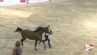 N.118 MNAWER ATHBAH - Sharjah 2016 - 3 years old Colts (Class 6)