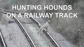 Hounds cross an active rail track as hunt watch on // West Norfolk Foxhounds, 07.02.22